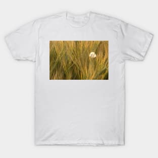 A feather amongst the summer barley in a Norfolk field, UK T-Shirt